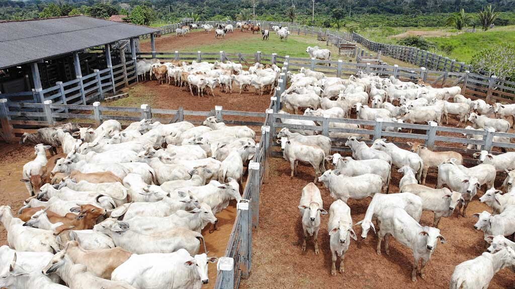 Redução de ICMS para saída de gado bovino é prorrogada pelo governador Marcos Rocha - Gente de Opinião