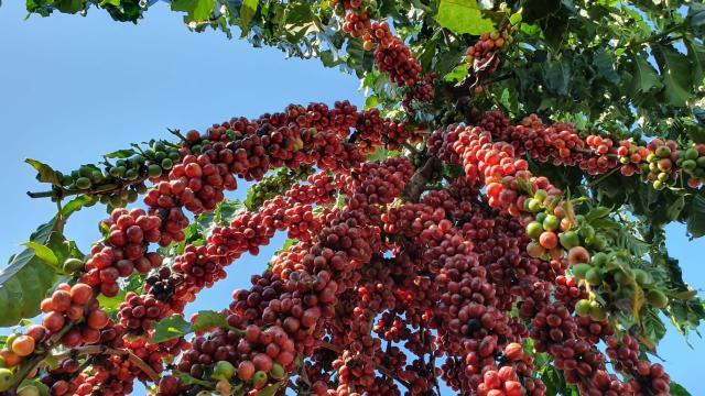 Cafés conilon e robusta somam 662 mil sacas enviadas ao exterior em um  único mês - Em Dia ES