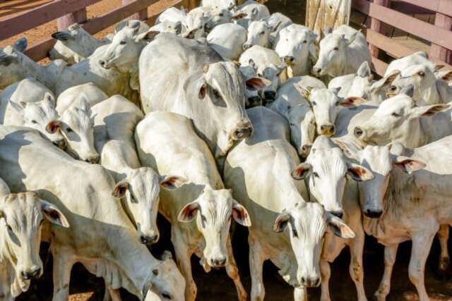 Rebanho bovino rondoniense aumenta 24% em uma década - Gente de Opinião