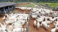 Redução de ICMS para saída de gado bovino é prorrogada pelo governador Marcos Rocha