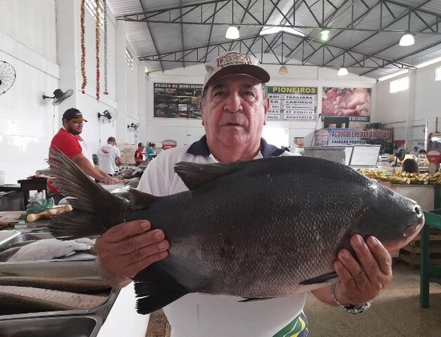 Imagens de exemplares de tambaqui  pesando em média 7,5 kg, sendo comercializados ao preço de R$ 16,00/kg, nos Boxes do Mercado Municipal de Humaitá-AM. - Gente de Opinião