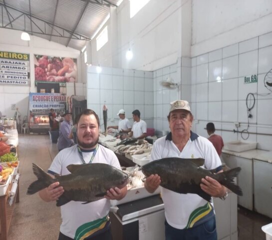 Espécie de tambaqui em  exposição no Mercado Municipal de Humaitá-AM. - Gente de Opinião