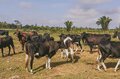 Porto Velho está em 1º lugar entre as capitais na produção de gado no Brasil