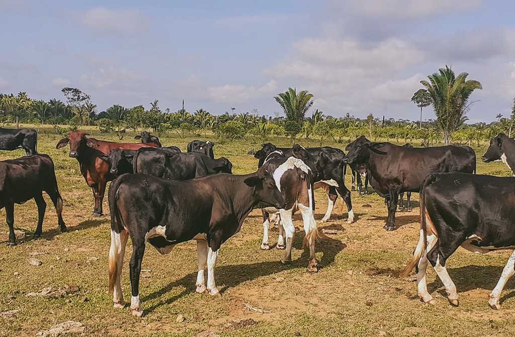 Porto Velho está em 1º lugar entre as capitais na produção de gado no Brasil - Gente de Opinião