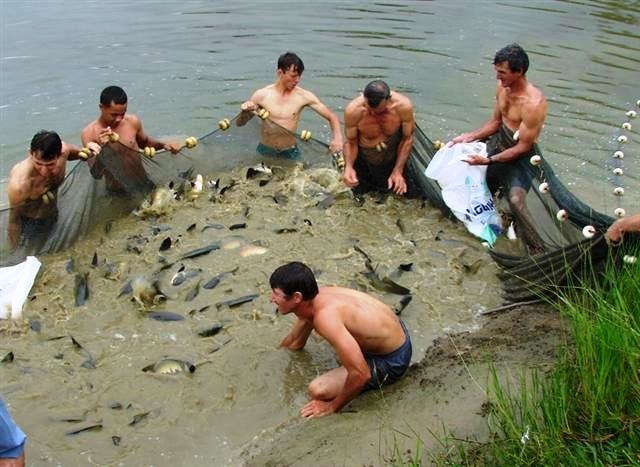 Incentivo à Incentivo à piscicultura alavanca a produção e coloca Rondônia em destaque no país alavanca a produção e coloca Rondônia em destaque no país - Gente de Opinião
