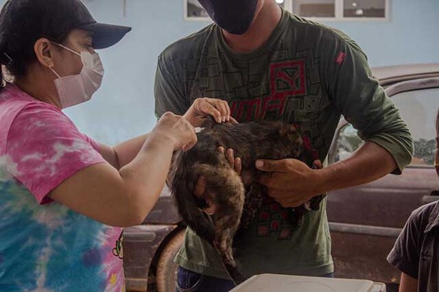 Dia D para vacinar cães e gatos será no próximo sábado (15), em Porto Velho - Gente de Opinião