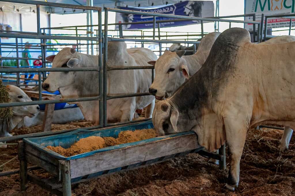 Exportações de carne bovina avançam na gestão do coronel Marcos Rocha - Gente de Opinião