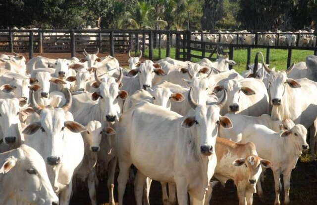 Os donos do gado (e de muito mais) em Rondônia e no País - Gente de Opinião