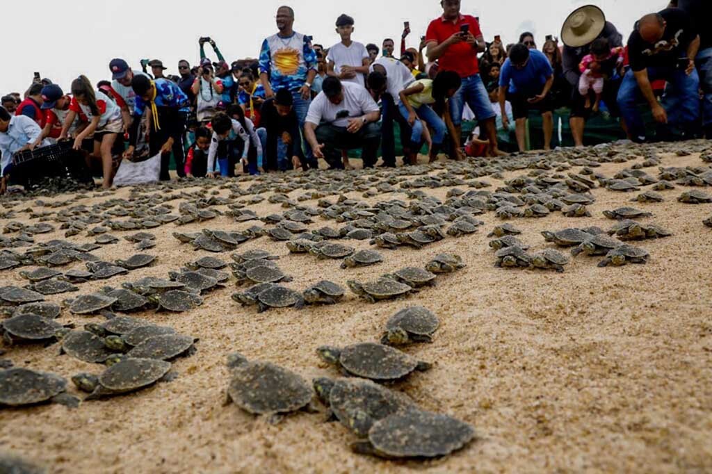 Mais de 12 milhões de filhotes de tartarugas da Amazônia foram soltos no rio Guaporé em Rondônia - Gente de Opinião