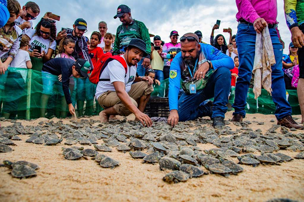 Energisa apoia a soltura de filhotes de tartarugas no rio Guaporé  - Gente de Opinião