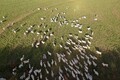 Mapa receberá contribuições da sociedade sobre rastreabilidade na cadeia produtiva de carnes de bovinos e de búfalos