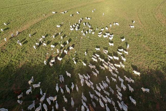 Mapa receberá contribuições da sociedade sobre rastreabilidade na cadeia produtiva de carnes de bovinos e de búfalos - Gente de Opinião