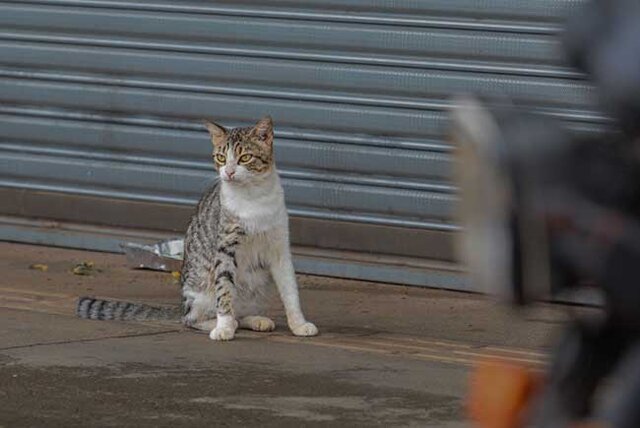 Prefeitura de Porto Velho alerta que abandono e maus-tratos de animais são crimes sujeitos à prisão - Gente de Opinião