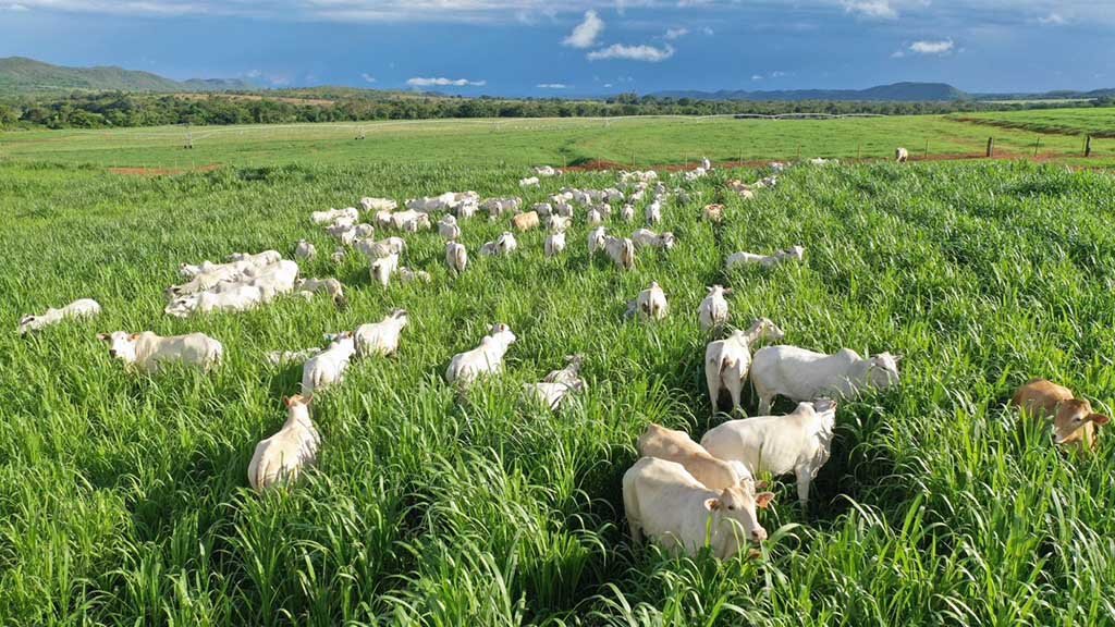 Assocon apoia o ‘2º Dia de Campo BCA: Integração Lavoura-Pecuária-Intensiva’, em 10 de fevereiro, em Mato Grosso do Sul - Gente de Opinião