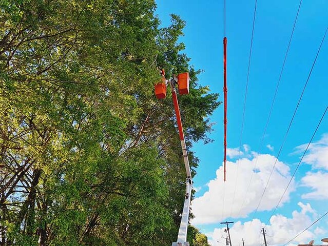  Energisa realiza 160 mil podas de árvores no estado  - Gente de Opinião