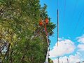  Energisa realiza 160 mil podas de árvores no estado 