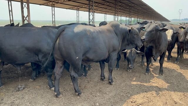 Agropecuária Beledelli produz animais de 26 meses, com quase 28@, utilizando a genética Alta - Gente de Opinião