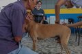 Vacinação para cães e gatos será realizada nos condomínios do Bairro Novo