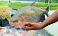 Participação de Rondônia na maior feira de pescados da América do Norte gera expectativa de bons negócios para o Estado