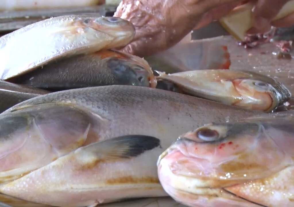 Fim do defeso, pescadores voltam a fazer o que mais gostam - Gente de Opinião