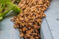 Apicultura é fonte de renda ao pequeno produtor e promove sustentabilidade ambiental