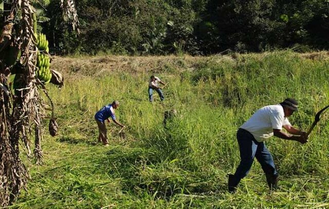 "Choverá" dinheiro no Fundo Amazônia; e o cadastro ambiental rural? - Gente de Opinião