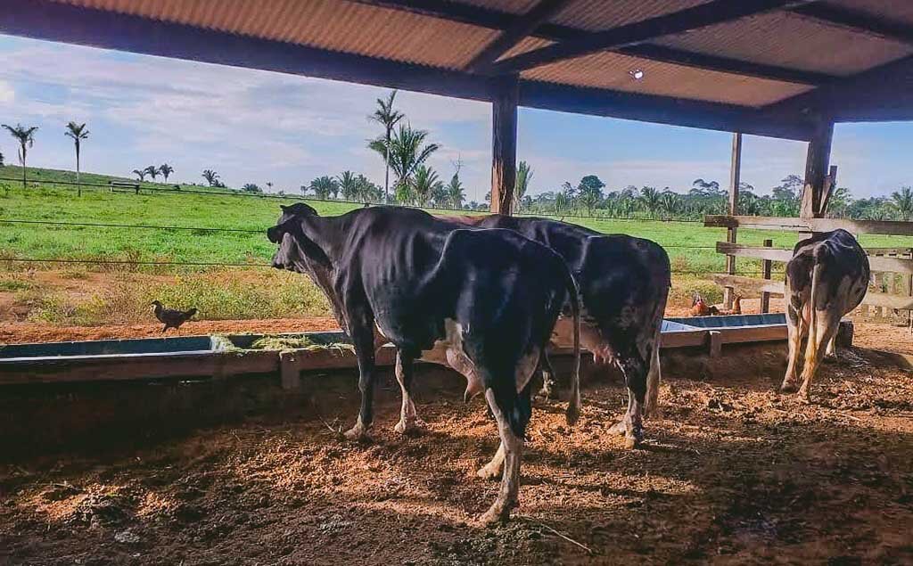 Prefeitura de Porto Velho investe na melhoria genética do gado leiteiro - Gente de Opinião