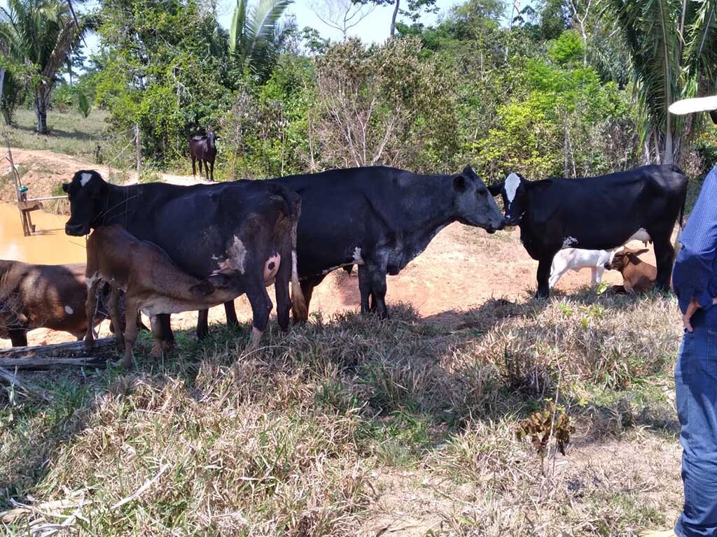 Produção agropecuária cresce em Porto Velho, sem descuidar do meio ambiente - Gente de Opinião