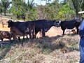 Produção agropecuária cresce em Porto Velho, sem descuidar do meio ambiente