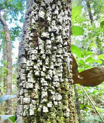 Itaúba; Árvore amazônica, testemunha silenciosa do tempo - Gente de Opinião