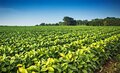Valor Bruto da Produção Agropecuária de 2023 é estimado em R$ 1,216 trilhão