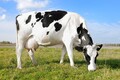 Importantes vetores da mastite, as moscas podem ser controladas pela alimentação das vacas, aponta especialista da Champion Saúde Animal