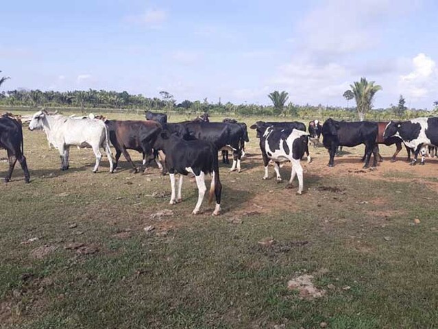 Além de liderar no rebanho bovino, capital possui também o maior rebanho de suínos, de caprinos e ovinos - Gente de Opinião