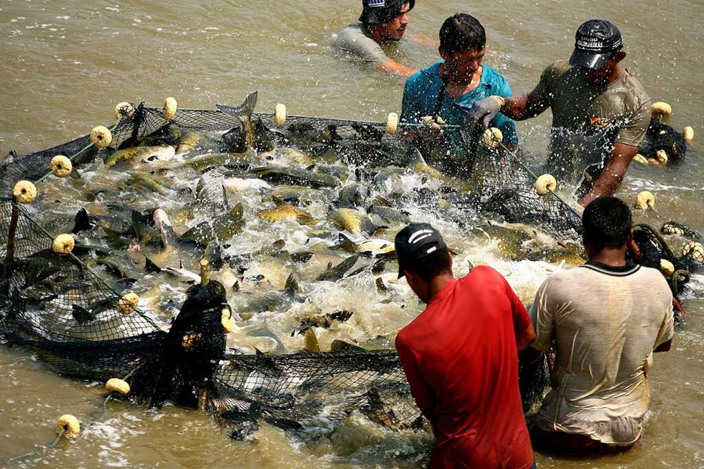 Peixe de cativeiro produzido em Rondônia é a melhor opção de consumo - Gente de Opinião