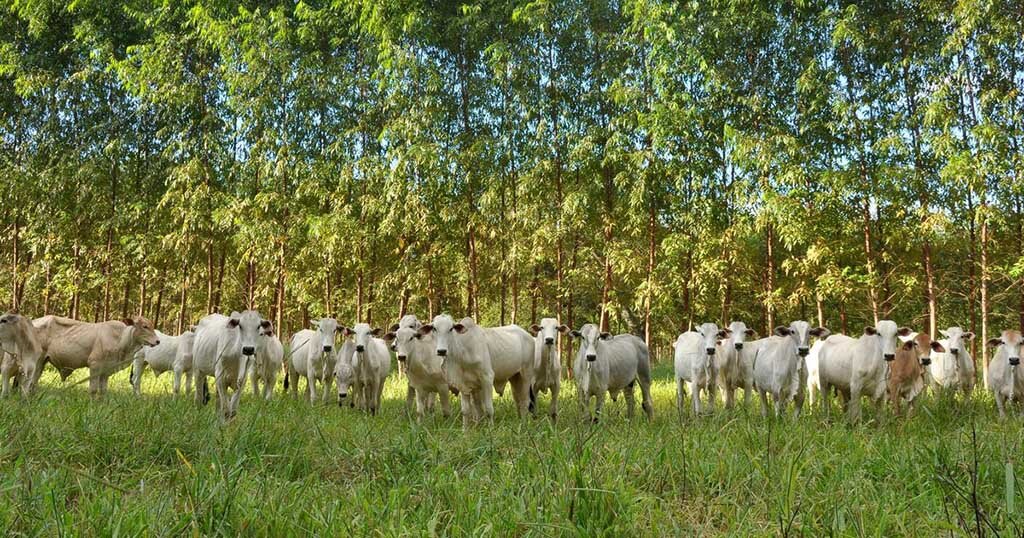 Integração lavoura, pecuária e floresta é rentável, demonstram estudos da Embrapa. Mas quem quer saber disso? - Gente de Opinião