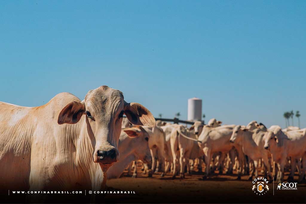 Confina Brasil 2023 identifica produção com responsabilidade ambiental - Gente de Opinião