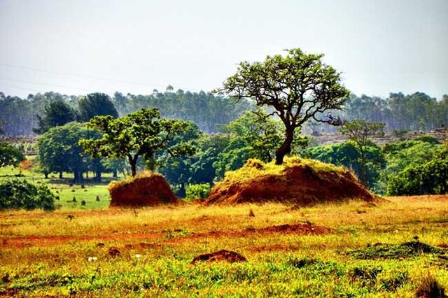 Compromisso ambiental passou a ser pré-requisito para linhas de crédito do BNDES. Foto: Rosario Xavier/ Pixabay - Gente de Opinião