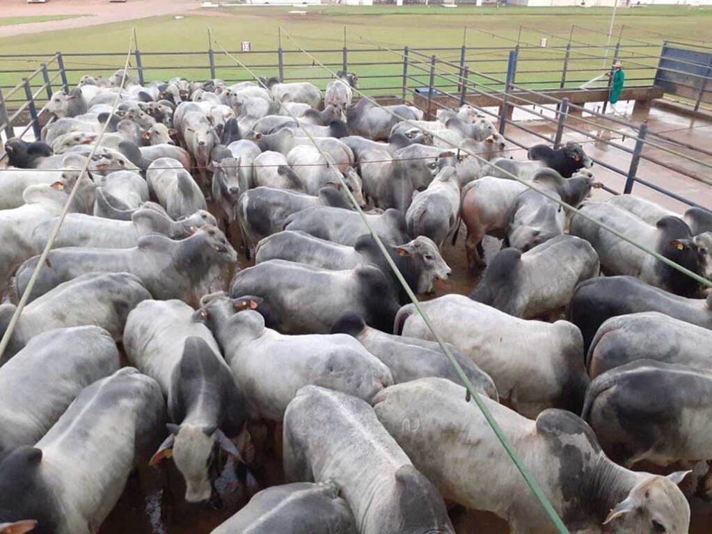 Pontes e Lacerda (MT) receberá cerca de 1.121 animais para avaliações pelo Circuito Nelore de Qualidade 2023 - Gente de Opinião