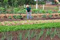 Fortalecimento da agricultura familiar é o pilar do governo de Rondônia no Dia Internacional da Agricultura Familiar
