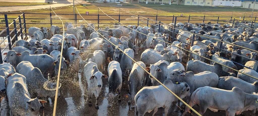 Pontes e Lacerda (MT) recebeu 1.121 animais para avaliação na 3ª etapa nacional do Circuito Nelore de Qualidade 2023 - Gente de Opinião