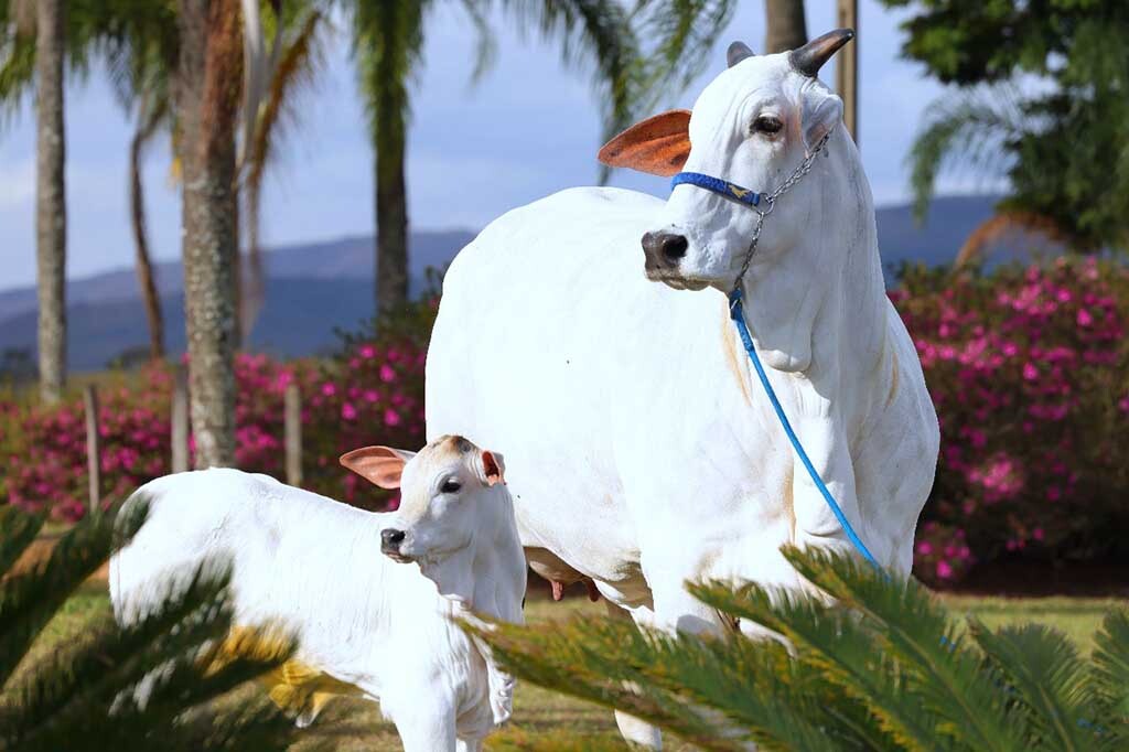 Fazenda do Sabiá comemora 55 anos com leilão de animais Nelore - Gente de Opinião