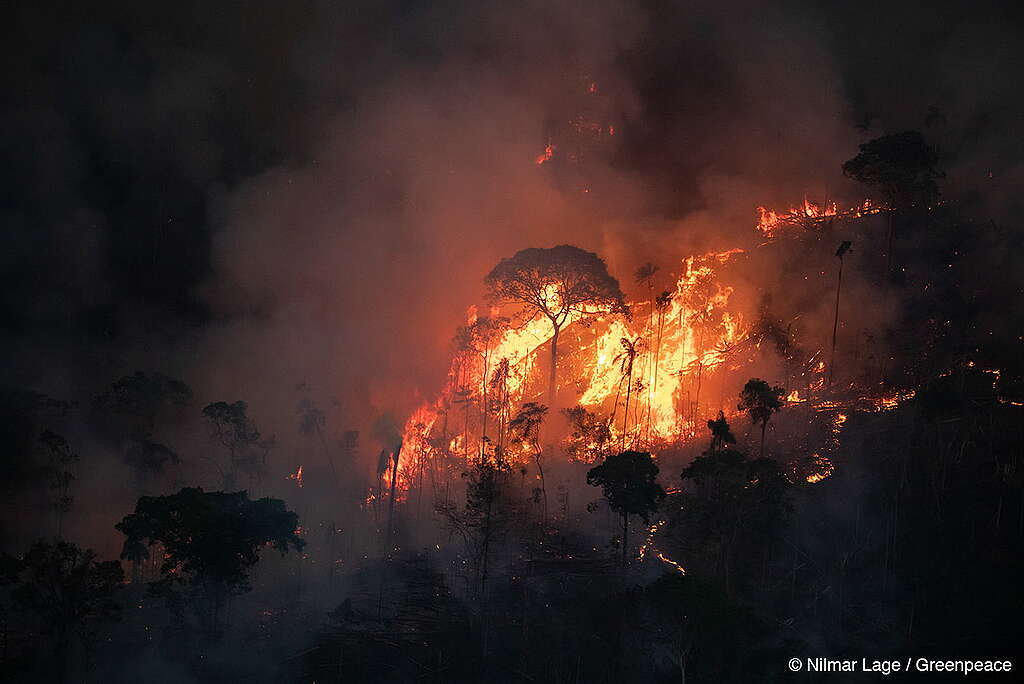 Greenpeace Brasil lança campanha pedindo atuação dos governadores do Consórcio Amazônia Legal contra desmatamento e queimadas - Gente de Opinião