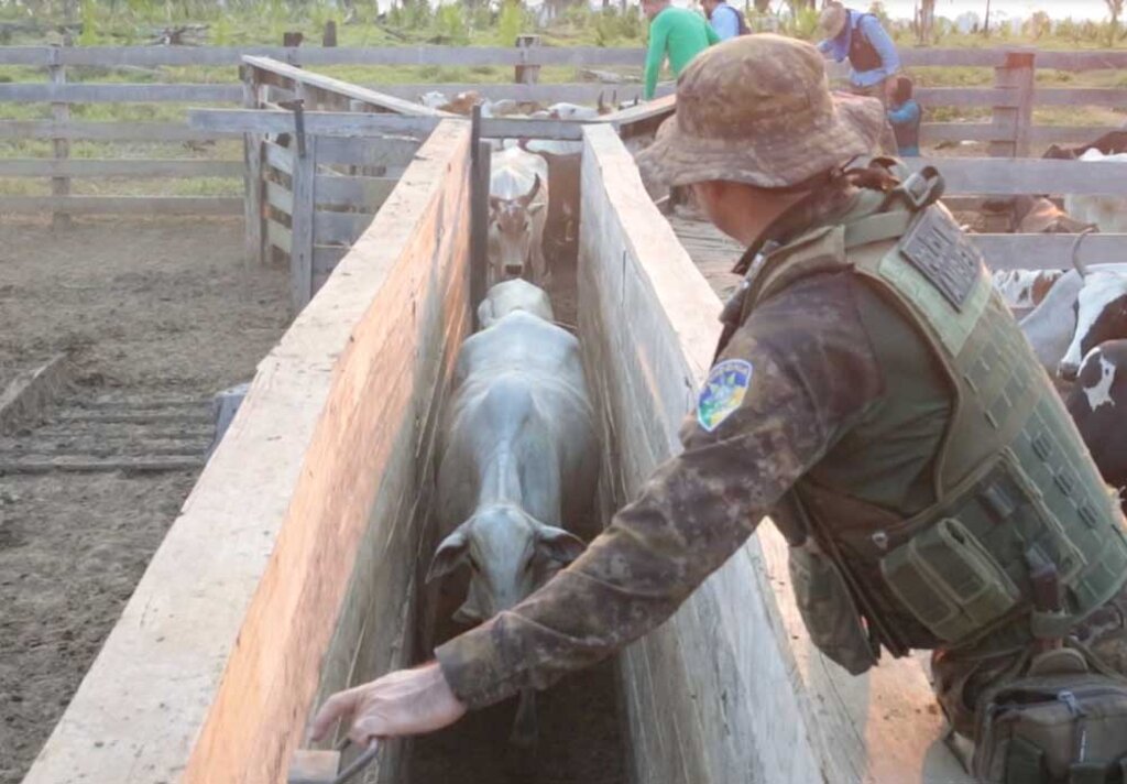 Operação Mapinguari flagra rebanho bovino dentro do Parque Estadual  - Gente de Opinião
