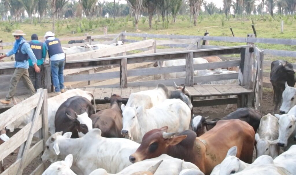 Operação Mapinguari flagra rebanho bovino dentro do Parque Estadual  - Gente de Opinião