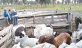 Operação Mapinguari flagra rebanho bovino dentro do Parque Estadual 