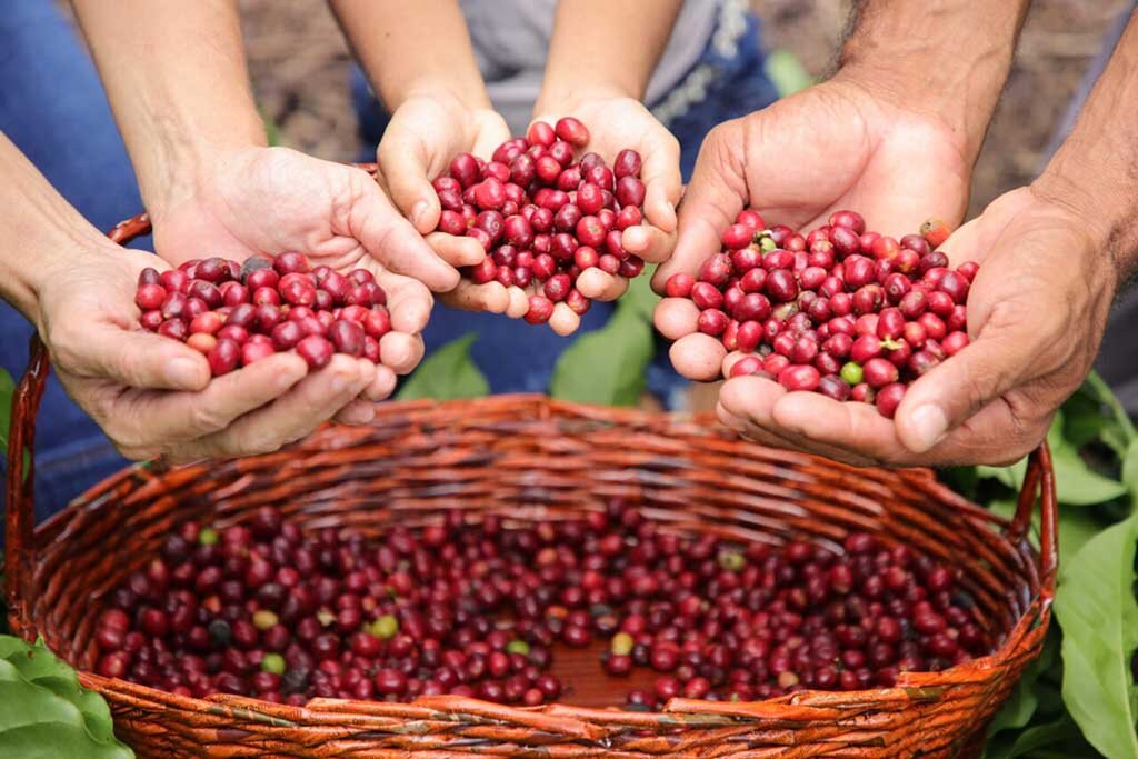 Qualidade do café rondoniense Robustas Amazônicos vem ganhando destaque na produção e no sabor da bebida - Gente de Opinião