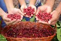 Investimentos do governo na Cafeicultura fomenta a participação de mulheres no Concurso “Florada Premiada”