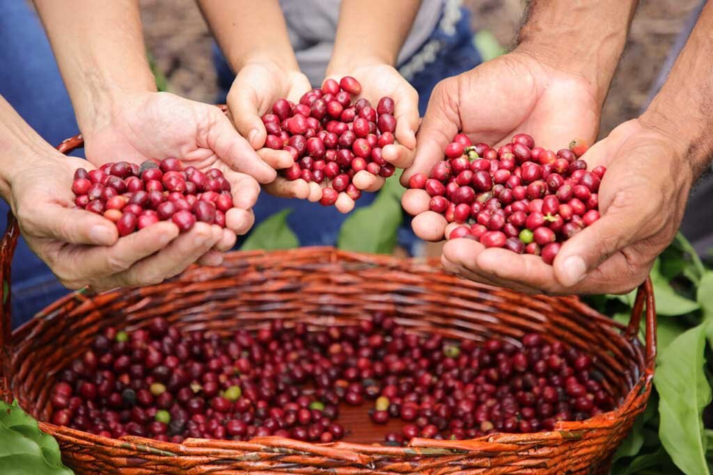 Rondônia é o segundo maior produtor de Café Canephora do Brasil e o maior da Região Norte - Gente de Opinião