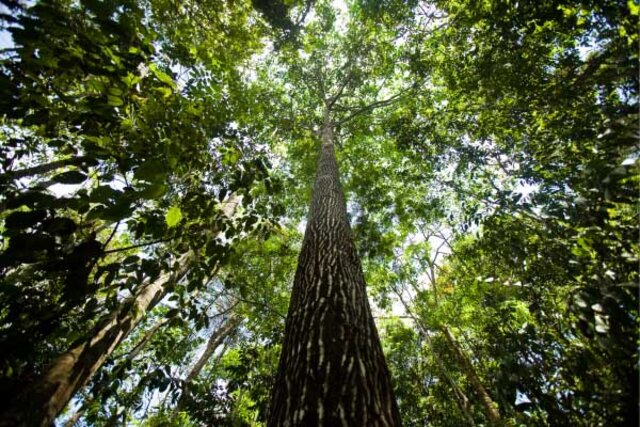 No dia da Amazônia, Energisa reforça seu compromisso com a redução de gases poluentes - Gente de Opinião