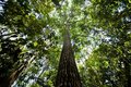 No dia da Amazônia, Energisa reforça seu compromisso com a redução de gases poluentes